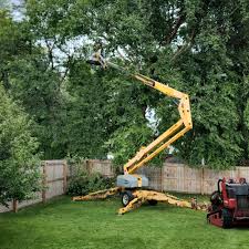 Best Tree and Shrub Care  in San Lorenzo, CA