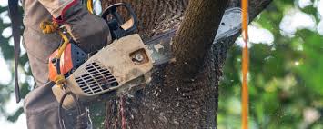 Why Choose Our Tree Removal Services in San Lorenzo, CA?