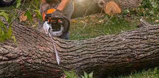 Best Tree Cabling and Bracing  in San Lorenzo, CA