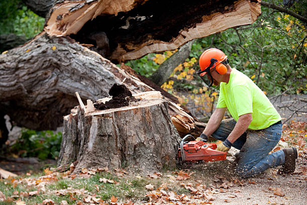 Best Lawn Grading and Leveling  in San Lorenzo, CA