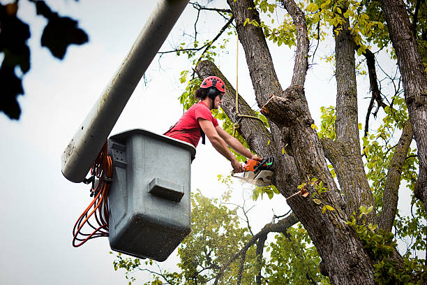 Best Tree Mulching Services  in San Lorenzo, CA