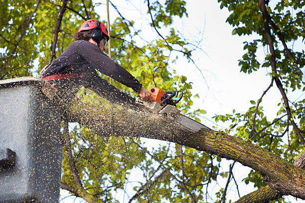 Best Tree Maintenance Programs  in San Lorenzo, CA